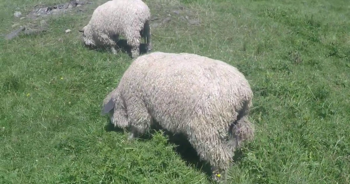 Teeswater Sheep Origin, Characteristics, Wool Type, Life Span, price