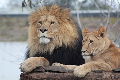 Lion Images Lion Images