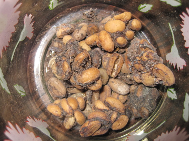 Annazing Cat Poop Coffee