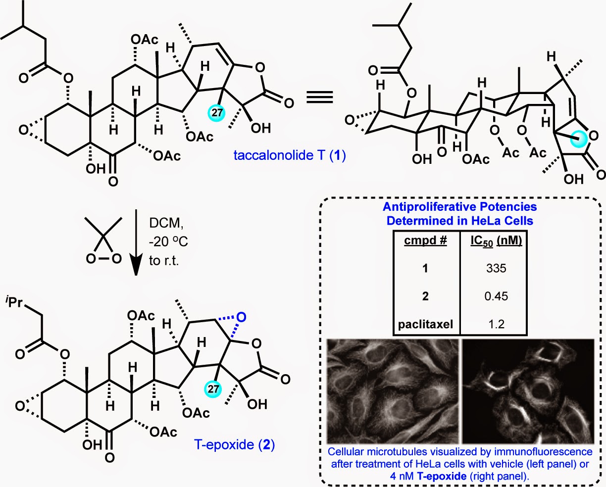 modern steroid science Taccalonolides MicrotubuleStabilizing