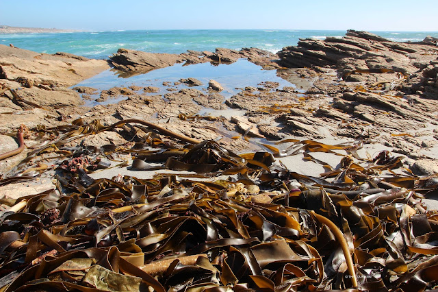 Travel South Africa. Vast and unspoilt coast line - Trip to Namaqualand. Kelp, Ocean