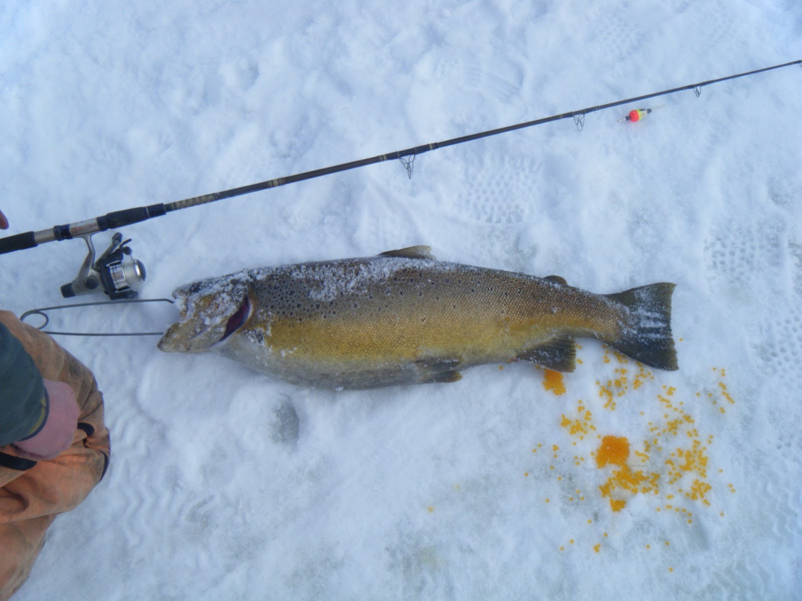 Wisconsin Fishing Reports Ice Fishing for Great Lakes Trout