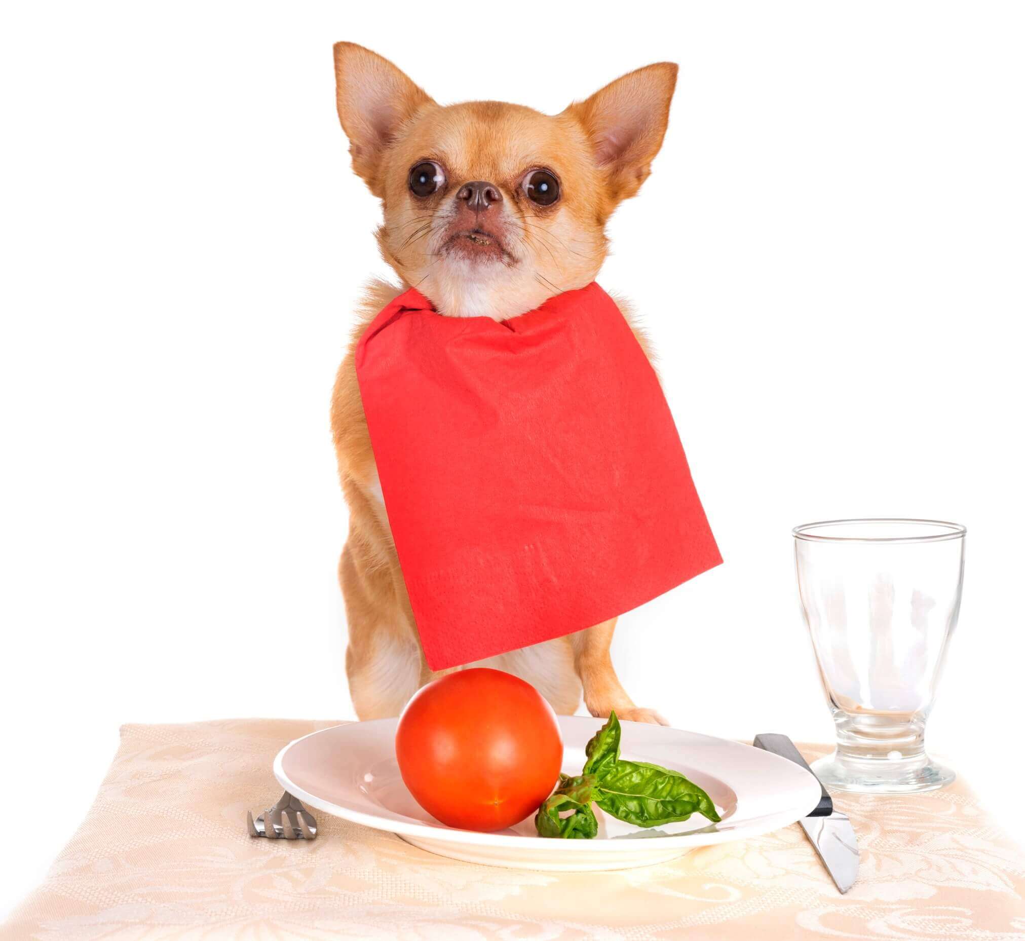 Диета для чихуахуа. Питание для чихуа. Еда для щенков чихуахуа. Чихуа ест. Кормление собак.