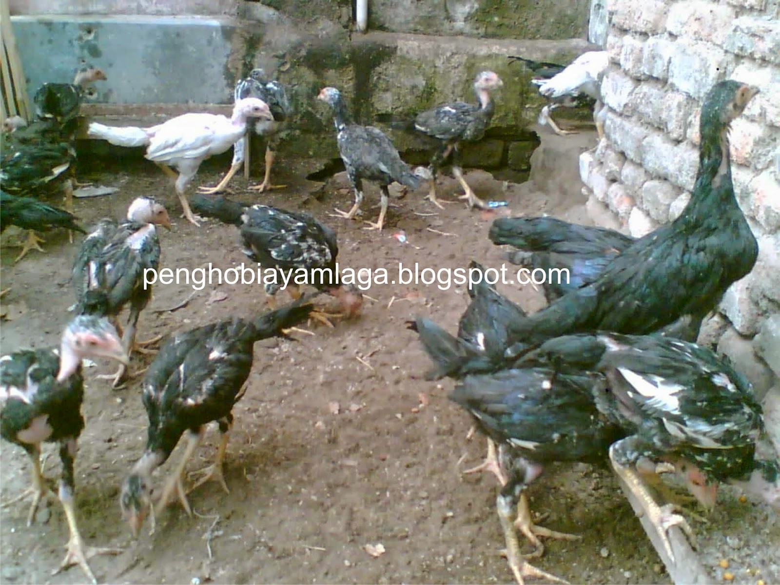 Ebook Ayam Aduan