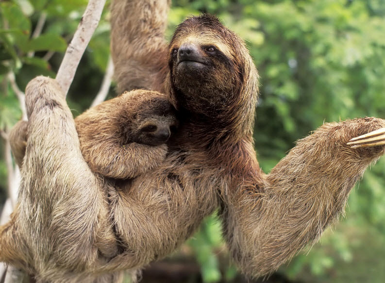 Three Toed Sloth The Biggest Animals Kingdom