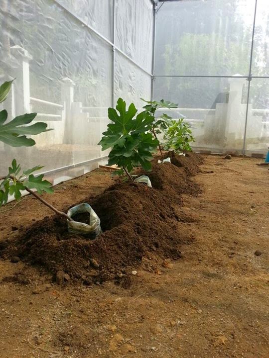 Figs Photo Collection Around the World Budget Figs Greenhouse
