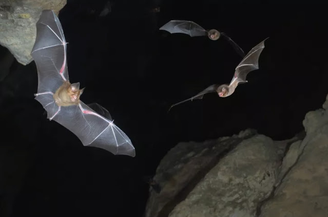 Apa itu Ekolokasi? Pengertian dan Contoh di Dunia Hewan dan Manusia