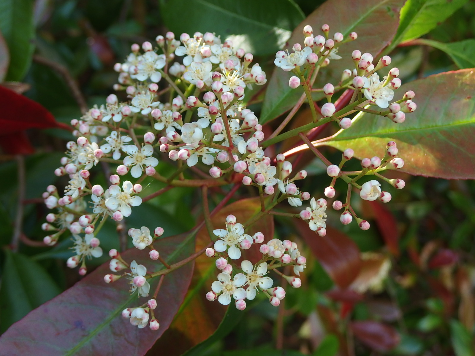 Garden Bloggers Blooms Day Photinia Red Robin