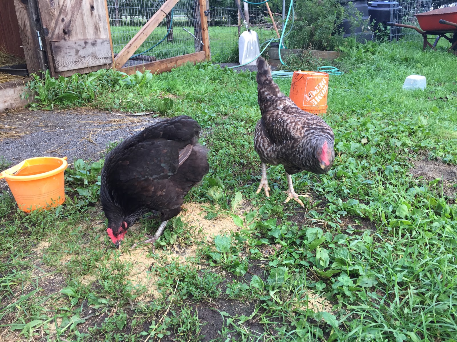 Gael Glen Farm & Apiary Chicken Jail