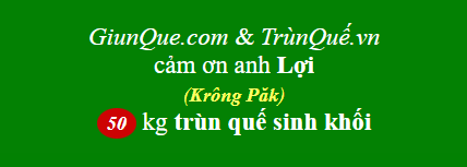 Trùn quế huyện Krông Păk