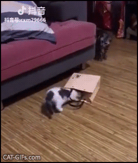 Funny Cat GIF • Confused cat because little Bro disappears in a paper bag. “But…what the fuck just happened?” Funny Cat GIF • Confused cat because little Bro disappears in a paper bag. “But…what the fuck just happened?”