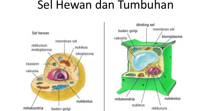 Perbedaan Sel Hewan dengan Sel Tumbuhan(sel eukariotik