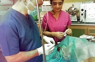 Sakarya'da Ameliyat Edilen Köpeğin Kanserli Gözü Kurtarıldı