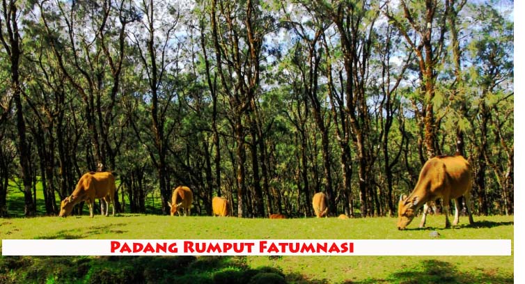 Liburan Ala Eropa Di Padang Rumput FatumnasiTTS Pegiat