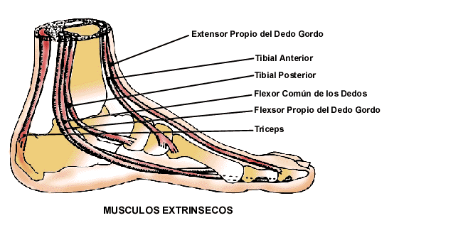 Funciones y musculos intrinsecos del pie sus