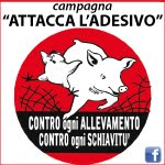 CONTRO OGNI ALLEVAMENTO CONTRO OGNI SCHIAVITU'. Campagna ALA - Attacca l'Adesivo