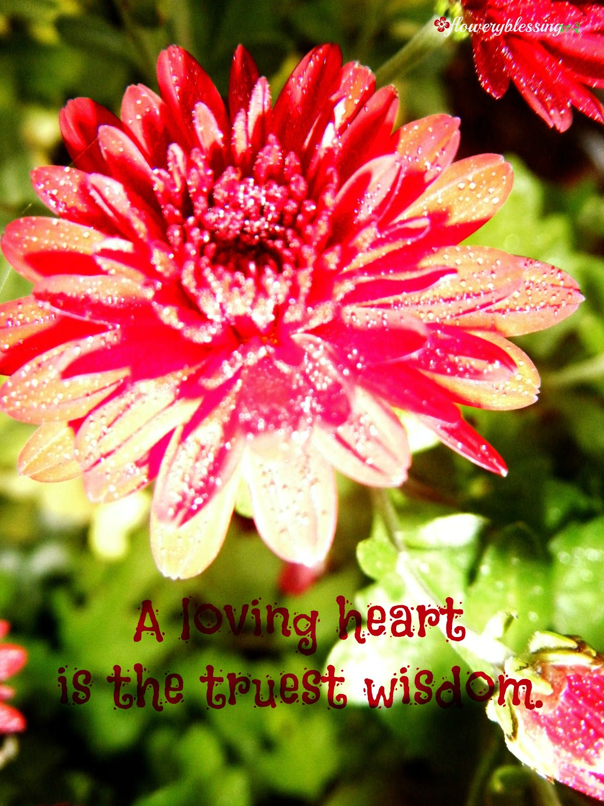 Flowery Blessing: A loving heart is the truest wisdom. ~Charles Dickens