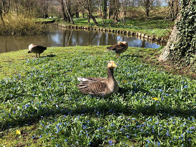 Geese at Leeds Castle in Spring