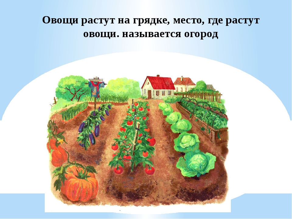 овощи растут в огороде. дидактические игры фрукты что где растет. овощи растут на грядке в огороде. овощи которые растут в земле для детей. где растут овощи.