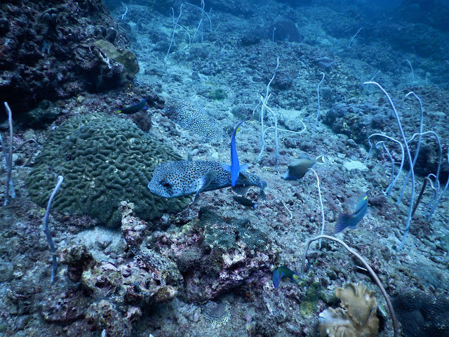 photo of a porcupine fish diving Phi Phi and using Nikon Coolpix camera