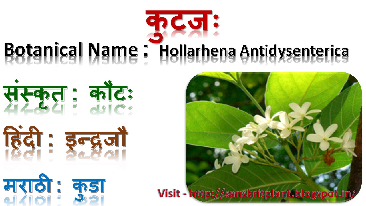 Sanskrit Plants कुटजः