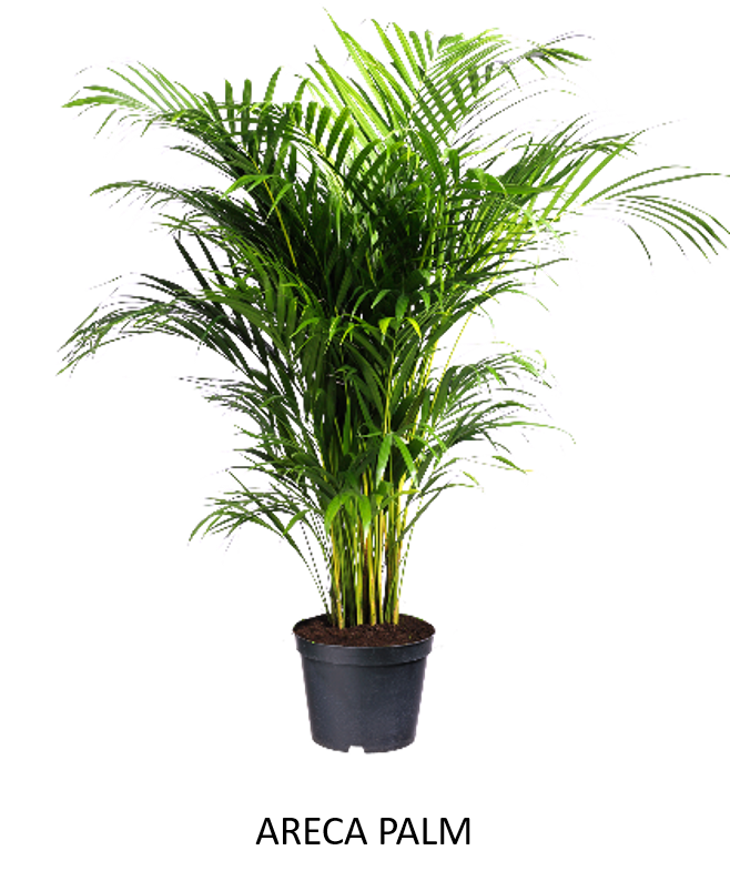 Excel Mirror We Push Your Boundaries Oxygen Plants