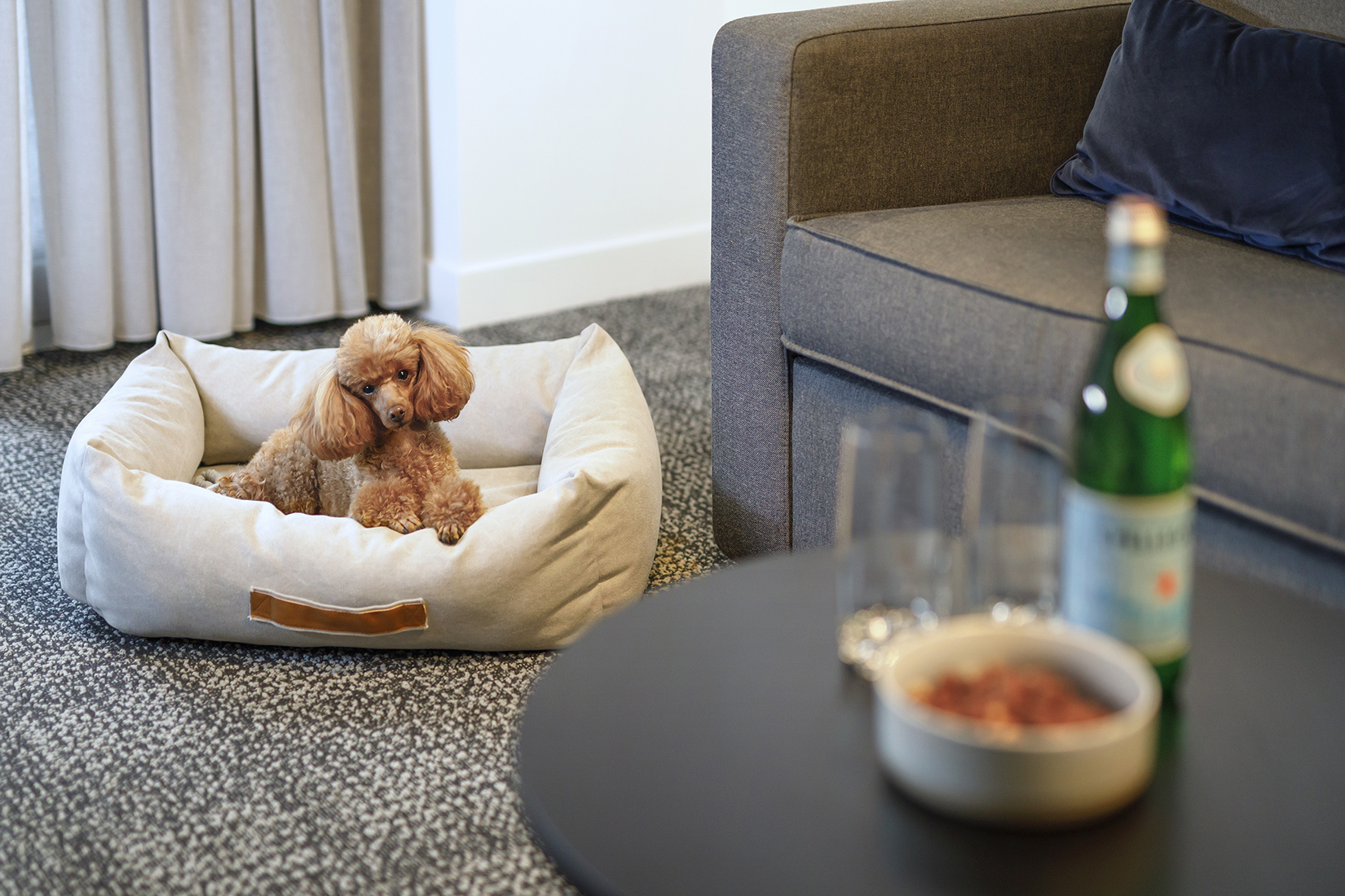 Quest Apartments now offers petfriendly rooms across Australia