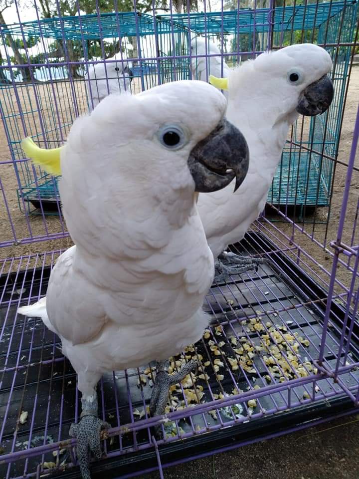 11++ Burung kakak tua jambul kuning terbaru