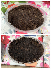 How to Grow Cat Grass at BBHQ b ©BionicBasil® Craft-Fest Day 5