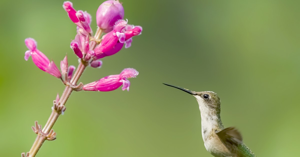 The Baiting Hollow Hummingbird Sanctuary Walking to the Sanctuary