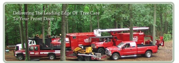 tree removal lincoln, Millersville MD