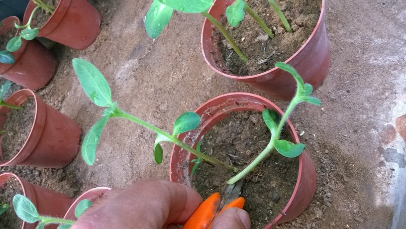 Sunflower Seedlings can be easily plucked with your hands, simply by gripping them between thumb and forefinger and tugging. This is easiest when the soil is moist and pliable. But i prefer to avoid disturbing the soil by pulling out seedlings, so i use scissors to cut off the unwanted seedlings at ground level, and providing good air circulation between plants.