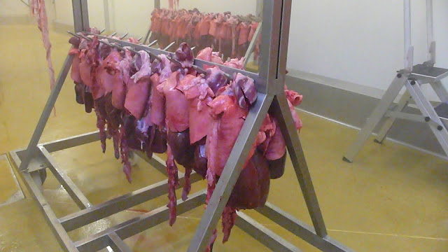 WORLD HEALTH: Whats the connection between Covid_19 and Food processing plants? Image Credit: Ethique_&_Animaux