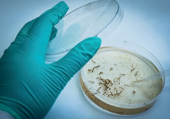 O experimento com mosquitos transgênicos deu terrivelmente errado, e as consequências podem ser uma pandemia   