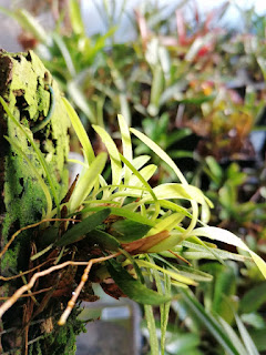 Maxillaria meirax