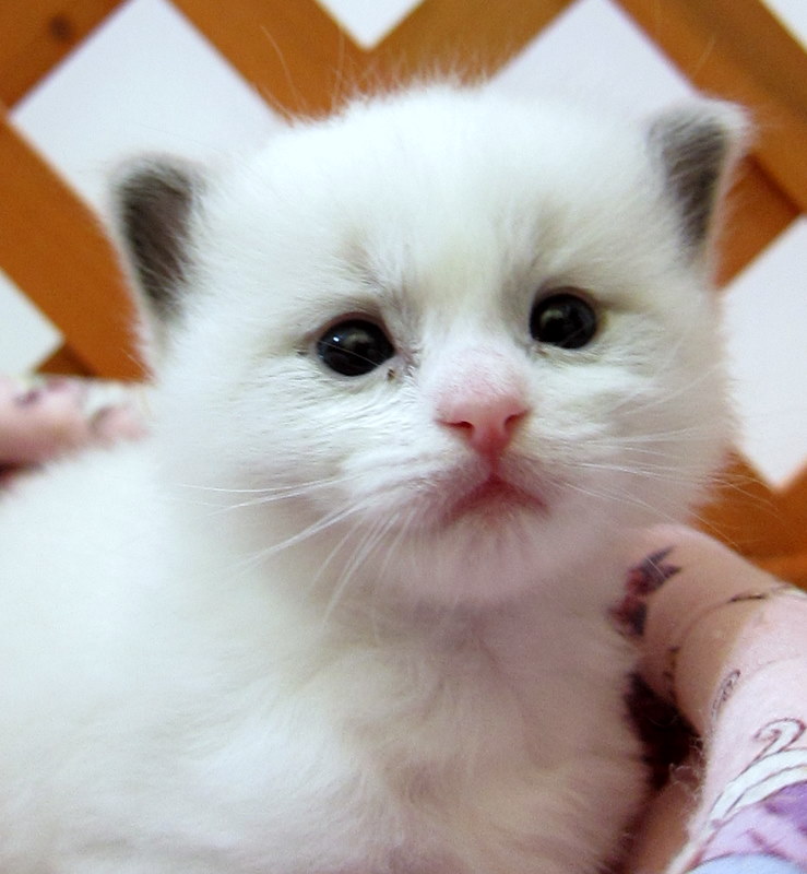 Ragdoll Cattery Fuzzjp タラちゃん、巣立って行きました♪
