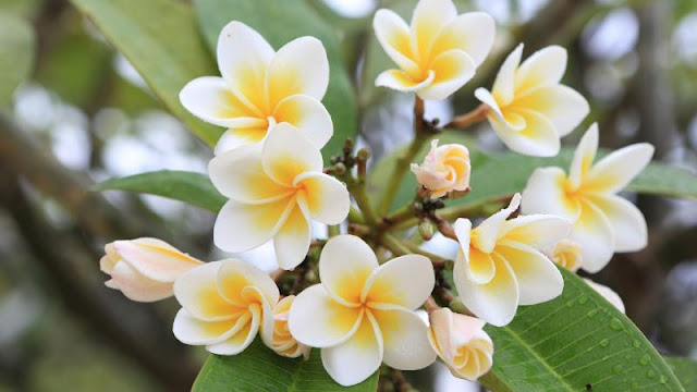 frangipani çiçeği