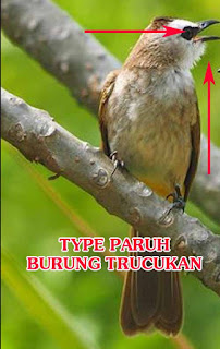 Tipe Suara Burung Trucukan Dapat Terlihat Dari Paruh Purwomp Com