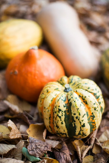 Herbstzeit ist Kürbiszeit