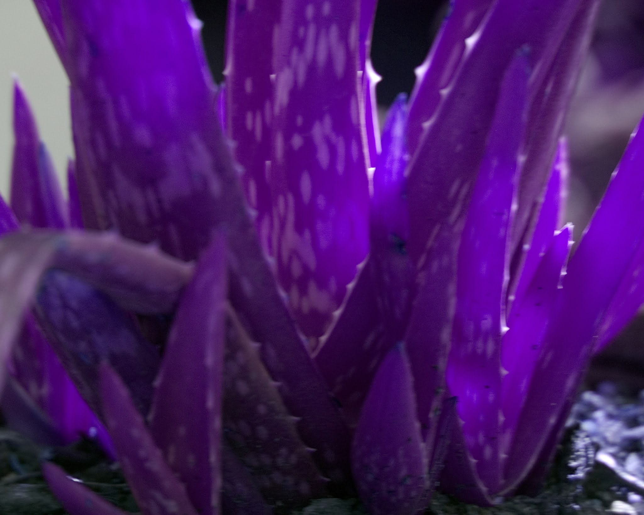 Aloe savanna Purple aloe vera plant