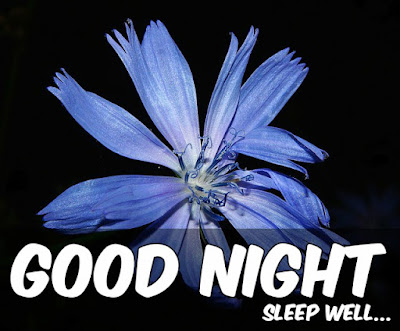 Good Night Images And Wishes Good Night Images And Wishes