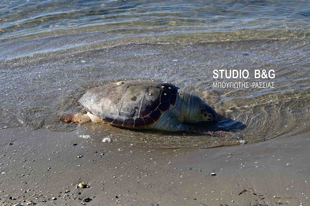 Νεκρή θαλάσσια χελώνα στη Νέα Κίο (βίντεο)