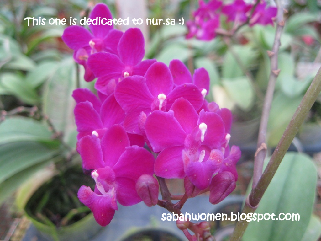 Flower Nursery at JS Nursery, Kundasang Sumandak Kinabalu Little Corner