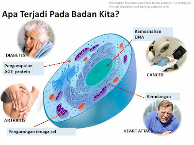 Penuaan Sel Badan (Faktor, Kesan & Nutrisi Melambatkan Penuaan)