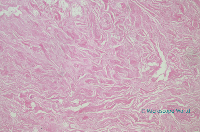 Microscopy image of mammary gland at 40x.