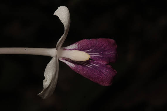 Newmania sessilanthera