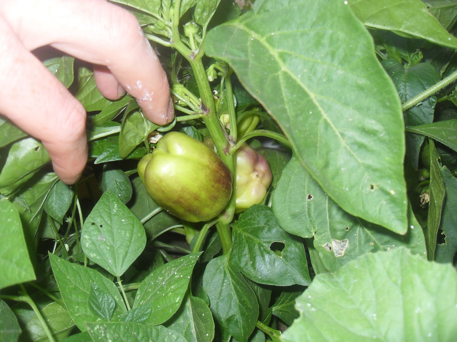 The Scientific Gardener Purple Beauty Sweet Pepper
