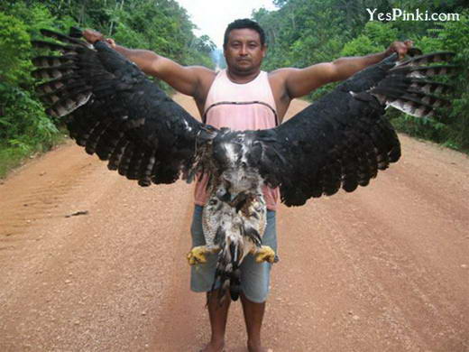 Gambar Cakar dari (kiri ke kanan): Harpy Eagle, Golden Eagle, Bald
