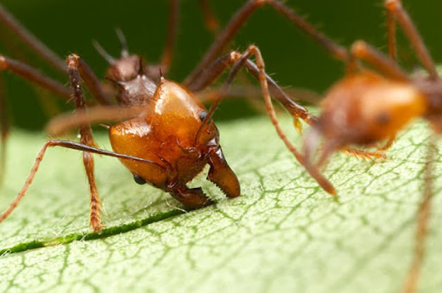 ¿Cómo controlar Hormigas Cortadoras naturalmente?