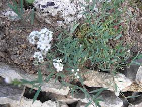 Jardin De Samuel 2015